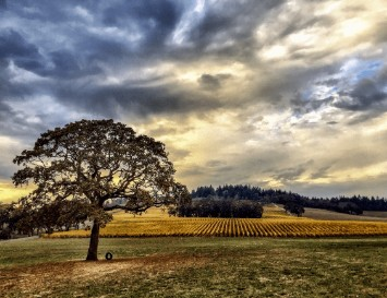 Hop-On NW Wine Shuttle For Wine Country Thanksgiving