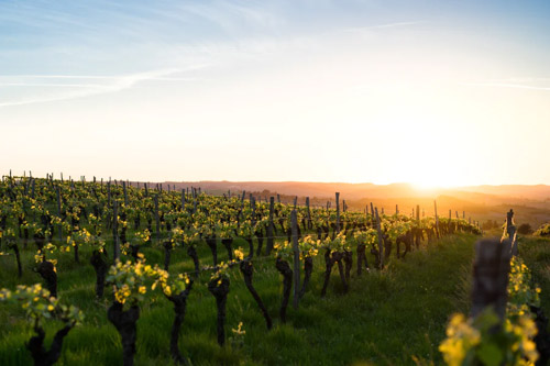 3 Need To Know Tips for Planning Your Trip to the Willamette Valley